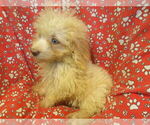 Small #3 F2 Aussiedoodle