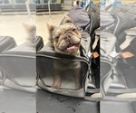 Small Photo #1 French Bulldog Puppy For Sale in METUCHEN, NJ, USA