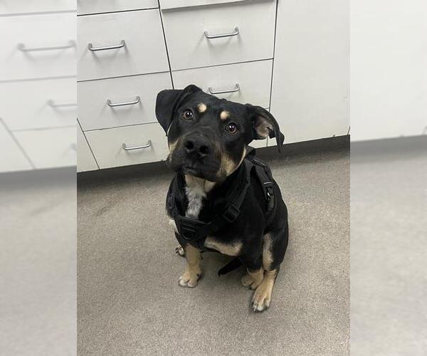 Medium Photo #1 Rottweiler-Unknown Mix Puppy For Sale in HESPERIA, CA, USA