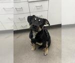 Small Rottweiler Mix