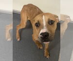 Small #1 American Pit Bull Terrier Mix