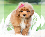Small #3 Maltipoo (Toy)