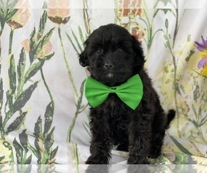 Aussiedoodle Miniature  Puppy for sale in LANCASTER, PA, USA