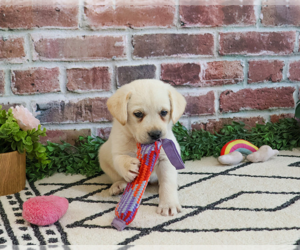 Medium Photo #16 Labrador Retriever Puppy For Sale in SYRACUSE, IN, USA
