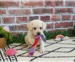 Small #15 Labrador Retriever