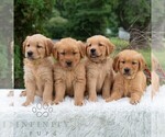 Small Photo #3 Golden Retriever Puppy For Sale in NEWPORT, PA, USA