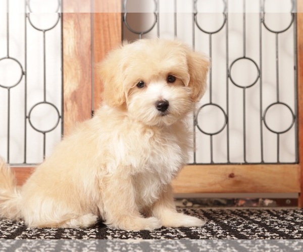 Medium Photo #3 Maltipoo Puppy For Sale in NAPLES, FL, USA
