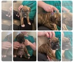 Small Photo #8 Boxer Puppy For Sale in HASLETT, MI, USA