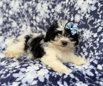 Small Shih-Poo