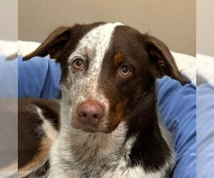 Border-Aussie Dogs for adoption in Lake Forest, CA, USA