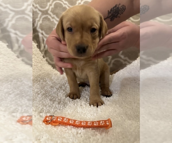 Medium Photo #8 Labrador Retriever Puppy For Sale in TWIN FALLS, ID, USA