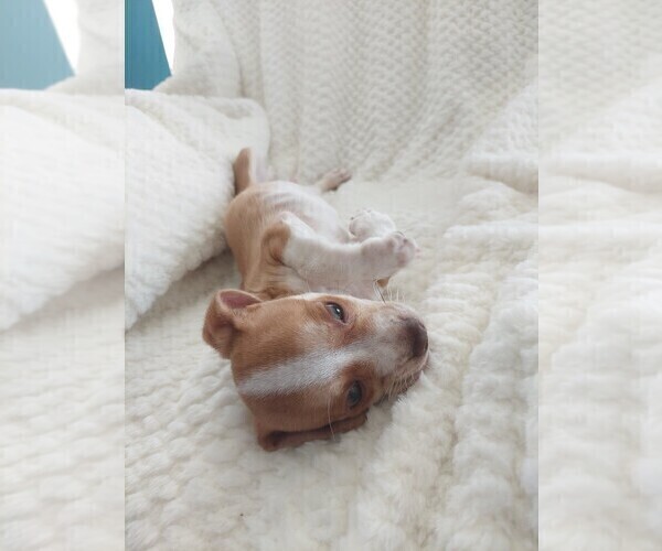 Medium Photo #5 Cheagle Puppy For Sale in WEST OLIVE, MI, USA