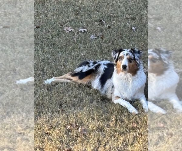Medium Photo #1 Australian Shepherd Puppy For Sale in LOGANVILLE, GA, USA