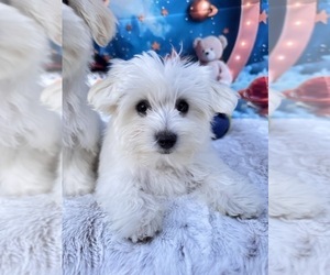 Coton de Tulear Puppy for sale in BARNESVILLE, MD, USA