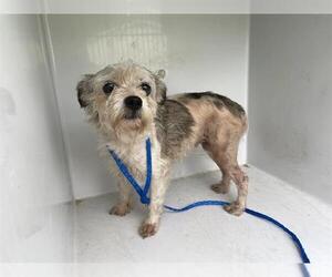 Border Terrier Dogs for adoption in Houston, TX, USA
