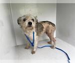 Small Border Terrier