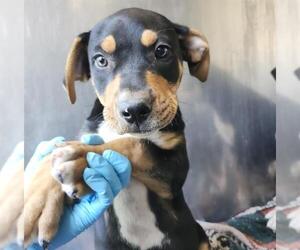 American Staffordshire Terrier-Labrador Retriever Mix Dogs for adoption in San Antonio, TX, USA
