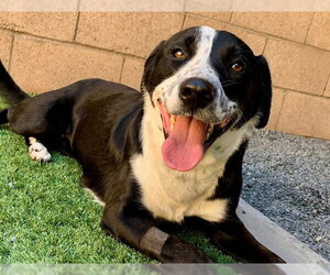 Border Collie-Unknown Mix Dogs for adoption in Moreno Valley, CA, USA