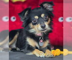 Small #6 Chihuahua Mix