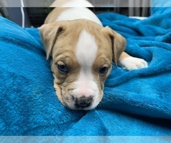 Medium Photo #106 American Bully Puppy For Sale in REESEVILLE, WI, USA