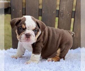 Bulldog Puppy for sale in CHESTERFIELD, MO, USA