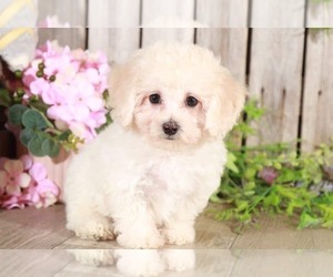 Poochon Puppy for sale in MOUNT VERNON, OH, USA