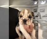 Puppy Layla English Bulldog
