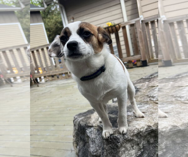 Medium Photo #3 Jack Chi Puppy For Sale in Bellevue, WA, USA