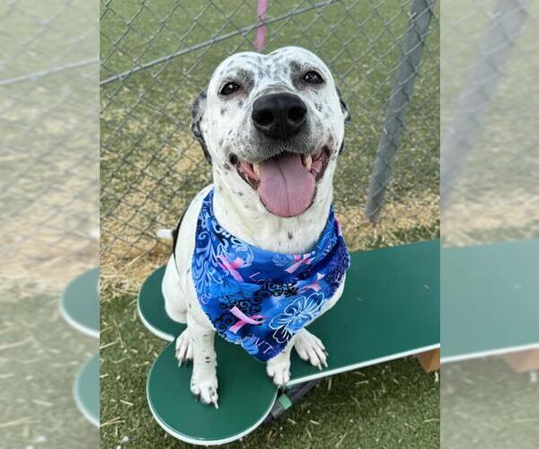 Medium Photo #3 Dalmatian-Unknown Mix Puppy For Sale in Pasadena, TX, USA