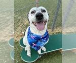 Small #2 Dalmatian Mix