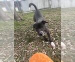 Small German Wirehaired Pointer Mix