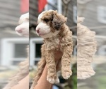 Small #2 Aussie-Poo-Miniature Bernedoodle Mix
