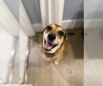 Small #6 Carolina Dog Mix