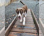 Small Photo #3 Mutt Puppy For Sale in Thomasville, NC, USA