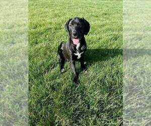 Great Dane-Retriever  Mix Dogs for adoption in Springdale, PA, USA