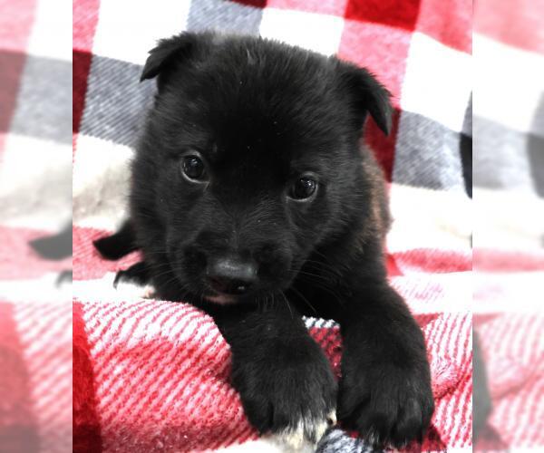 Medium Photo #1 Mutt Puppy For Sale in Thief River Falls, MN, USA