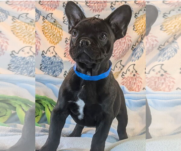 Medium Photo #1 French Bulldog Puppy For Sale in Bon Carbo, CO, USA