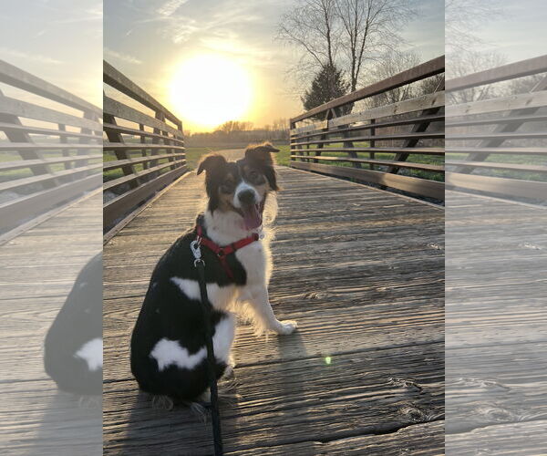 Medium Photo #4 Australian Shepherd Puppy For Sale in Estherville, IA, USA
