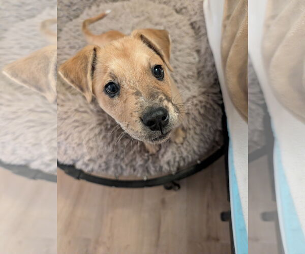 Medium Photo #1 Australian Shepherd-Unknown Mix Puppy For Sale in Aurora, CO, USA