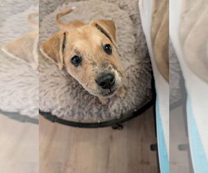 Australian Shepherd-Unknown Mix Dogs for adoption in Aurora, CO, USA