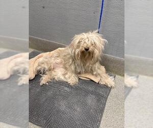 Maltese-Unknown Mix Dogs for adoption in Las Vegas, NV, USA