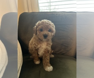 Poochon Puppy for sale in AUSTELL, GA, USA