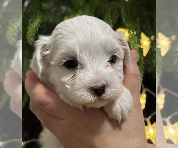 Medium Photo #9 Maltese Puppy For Sale in ROCK STREAM, NY, USA
