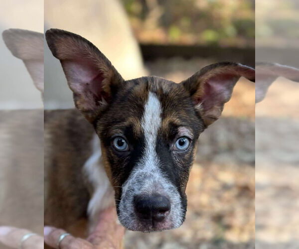 Medium Photo #3 Mutt Puppy For Sale in Oak Bluffs, MA, USA