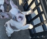 Small #9 French Bulldog