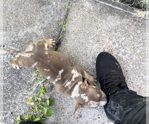 American Bully Puppy for sale in FLORISSANT, MO, USA