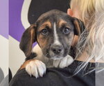 Small #3 Beagle Mix