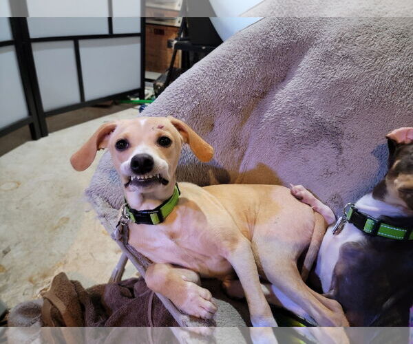 Medium Photo #7 Mutt Puppy For Sale in Crystal, MN, USA