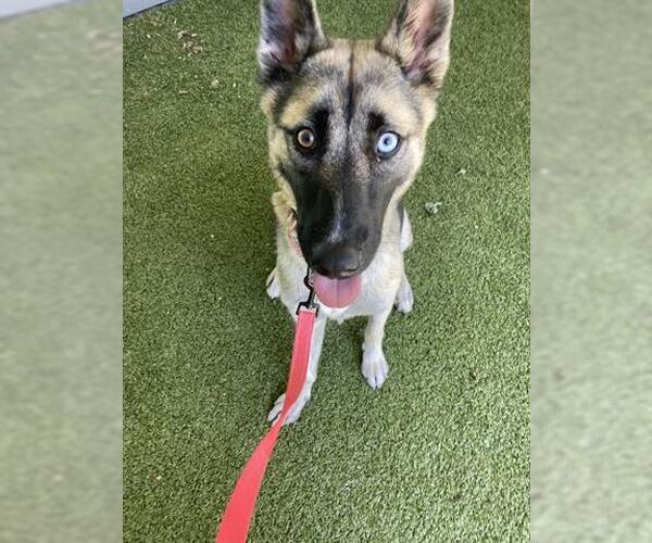 Medium Photo #4 German Shepherd Dog Puppy For Sale in San Martin, CA, USA