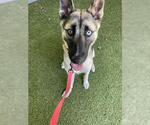 Small #3 German Shepherd Dog